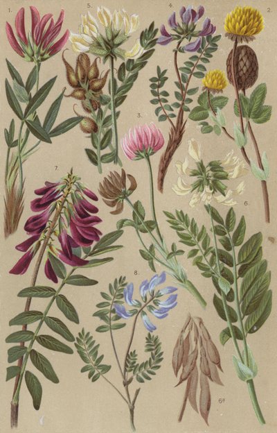 Alpesi flóra alkotó: European School